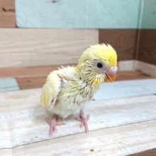 実際に会っていただけたら。。　セキセイインコ　クリーム