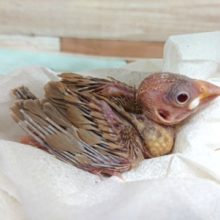 人気の手のり文鳥！シナモン文鳥ですっ