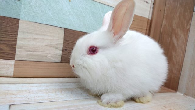 真っ白 赤目さん ライオンラビット アルビノになりますっ 東京からもほど近い 千葉県 神奈川県 埼玉県でライオンラビット を販売するペットショップ