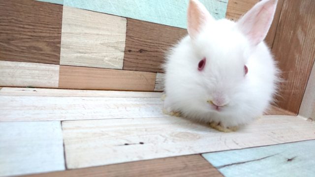 真っ白 赤目さん ライオンラビット アルビノになりますっ 東京からもほど近い 千葉県 神奈川県 埼玉県でライオンラビット を販売するペットショップ