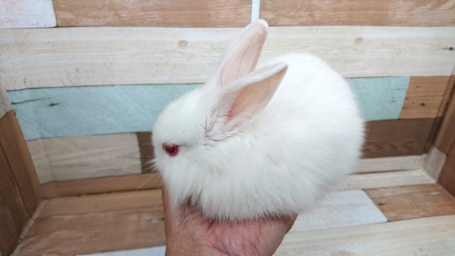 真っ白 赤目さん ライオンラビット アルビノになりますっ 東京からもほど近い 千葉県 神奈川県 埼玉県でライオンラビット を販売するペットショップ