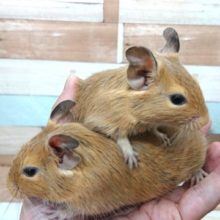 なかよしコンビ♪  デグー サンドになりますっ