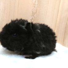 目は、どこ？？  テッセルモルモット～～