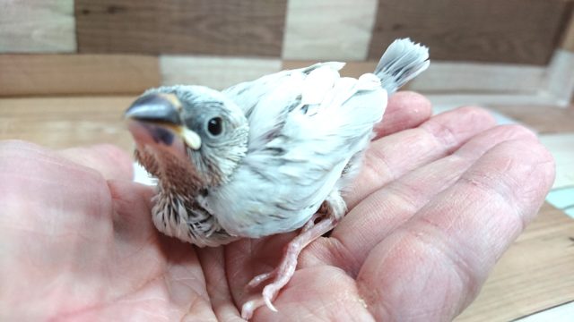 カッコいいカラーですね。。シルバー文鳥～～