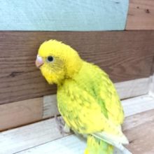タンポポっぽいカラーです♪　セキセイインコ　スパングル