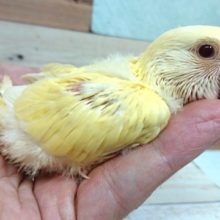 まんまるボディ♪赤目のコザクラさんっ