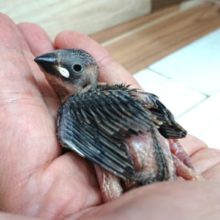 時期的に貴重な存在に。。。桜文鳥～～