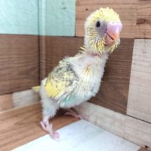 レアカラーです☆　セキセイインコ　パステルレインボースパングル