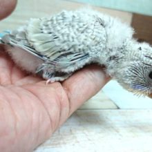 不思議な色です。。セキセイインコ　レインボースパングル～