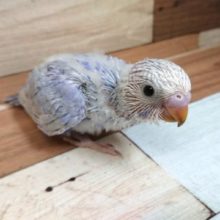 落ち着きあるカラーのコ！セキセイインコ　スパングル～～