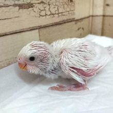 もそもそ。。ゆるい系？？セキセイインコ　ダブルファクター