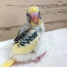 ちょっとﾚｱカラー☆　セキセイインコ　パステルオパーリンパイド～～