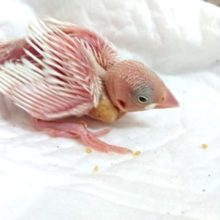 馴れますよー 白文鳥～ 2021 6月25日