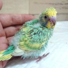 グリーンがｷﾚｲ☆　セキセイインコ　パステルカラーレインボー　2021　6月25日