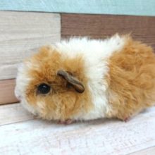 手のひらサイズのモルちゃん☆　テッセルモルモット