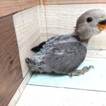 大きな瞳、落ち着きあるカラーのコザクラインコ　モーブ