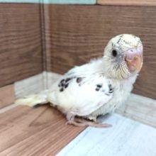 久しぶりの入荷です！４色ハルクイン～～～