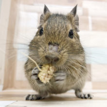 粟の穂だぁ〜いすき♡デグーちゃん(ノーマル)