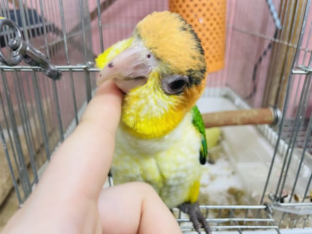 シロハラインコ