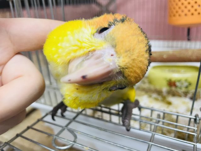 シロハラインコ