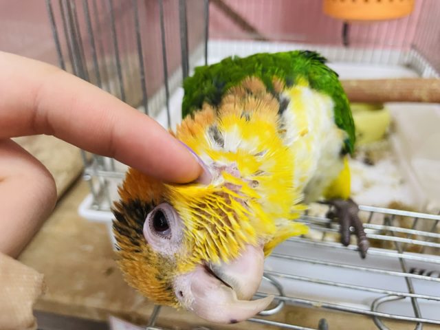 シロハラインコ