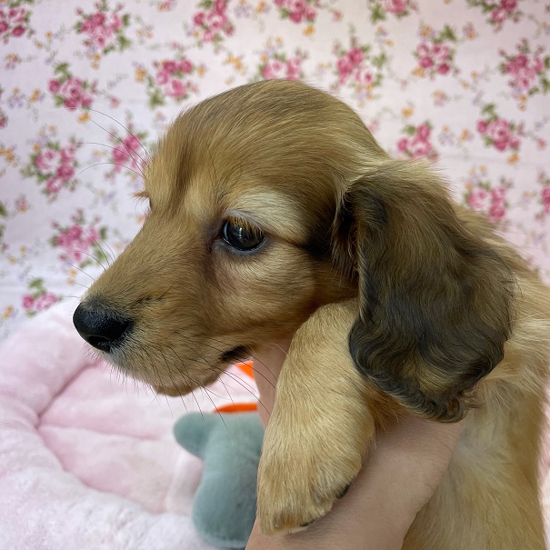 ミニチュアダックス