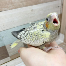 よく食べるよ★オカメインコヒナ(シナモンパール)