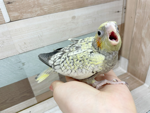 よく食べるよ★オカメインコヒナ(シナモンパール)