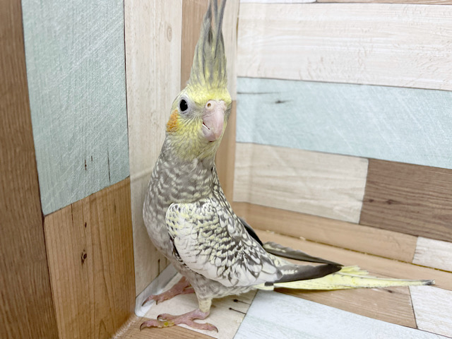 オカメインコ