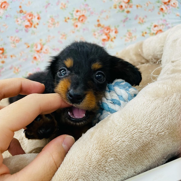 カニンヘンダックス