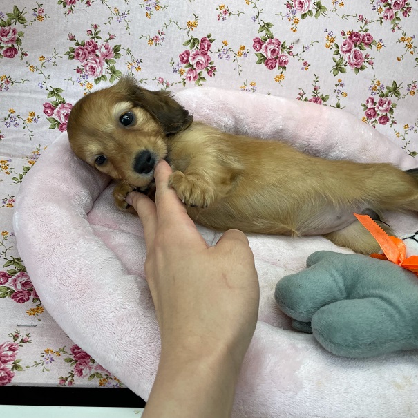 ミニチュアダックス