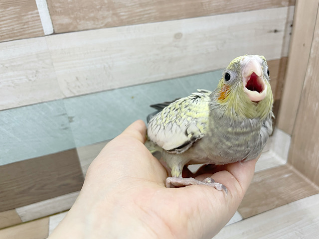 オカメインコ