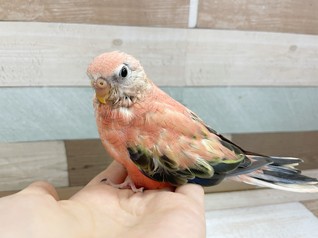 アキクサインコ（秋草インコ）