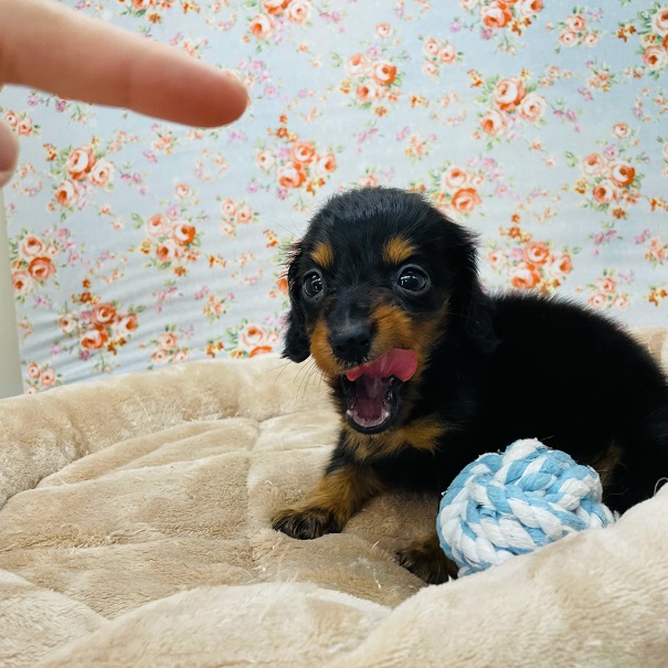 カニンヘンダックス