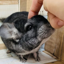 安定の人気カラー！チンチラ(グレー)ちゃん♡