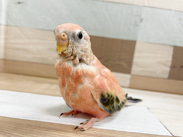 アキクサインコ（秋草インコ）