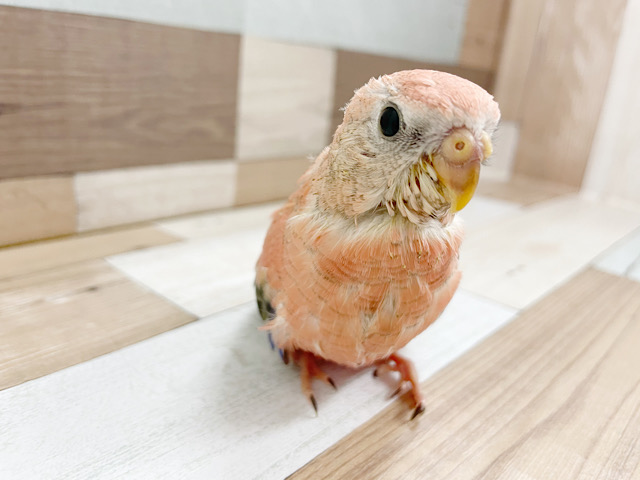 アキクサインコ（秋草インコ）