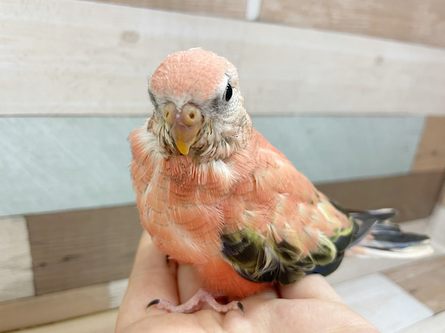 アキクサインコ（秋草インコ）