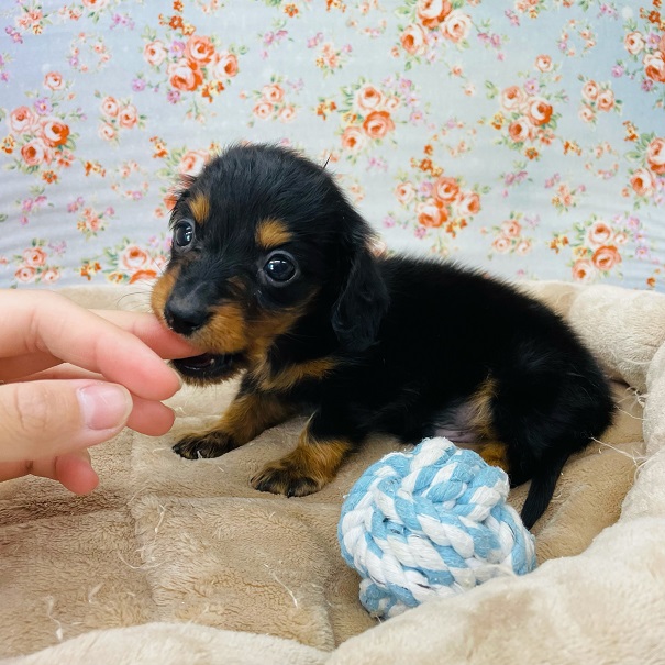 カニンヘンダックス