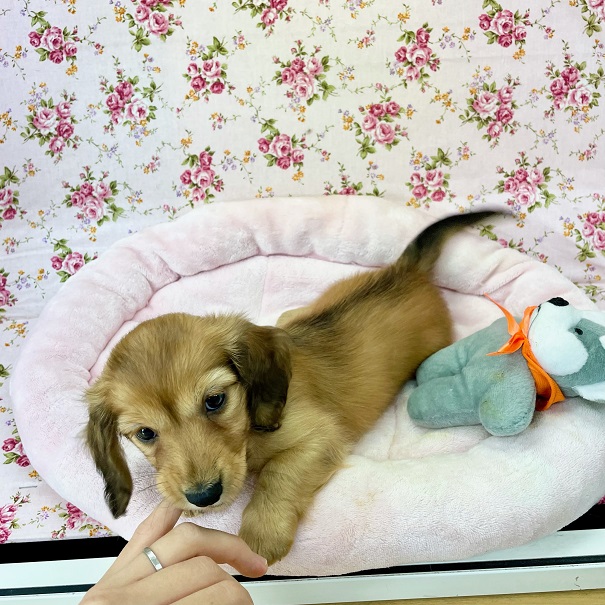 ミニチュアダックス