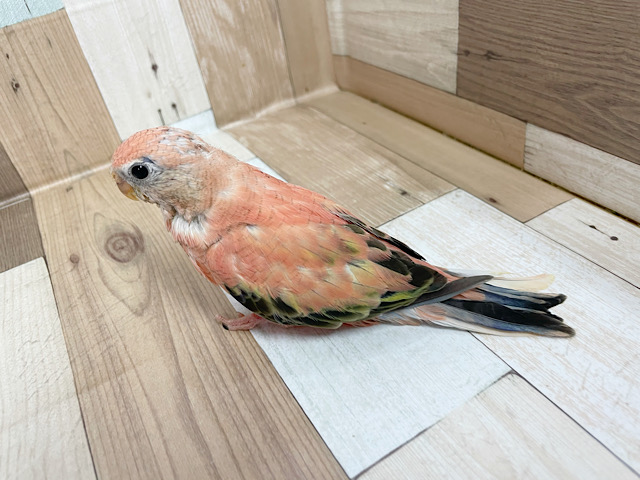 アキクサインコ（秋草インコ）