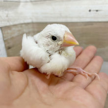 超ホヤホヤ最新画像★眠そうですzzz　 白文鳥。