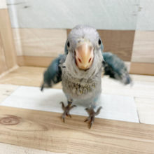 可愛い動画付き！今の時期しか見れない姿…オキナインコヒナ(ブルー)