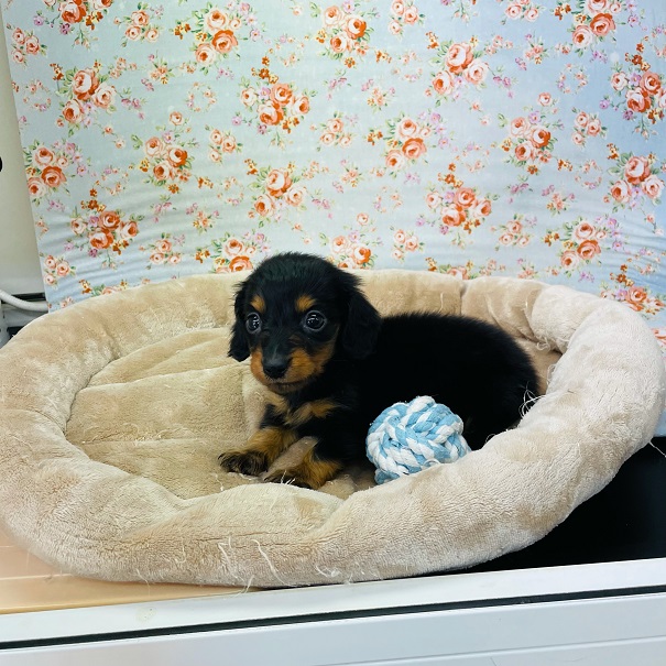 カニンヘンダックス