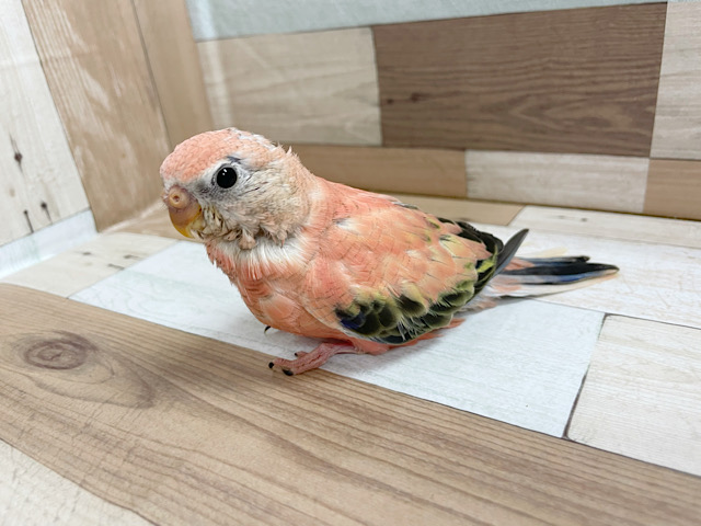 アキクサインコ（秋草インコ）