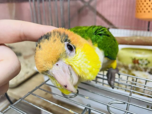 可愛さ甘々度200%♡シロハラインコヒナ！