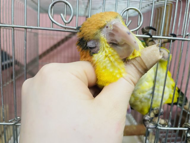 シロハラインコ