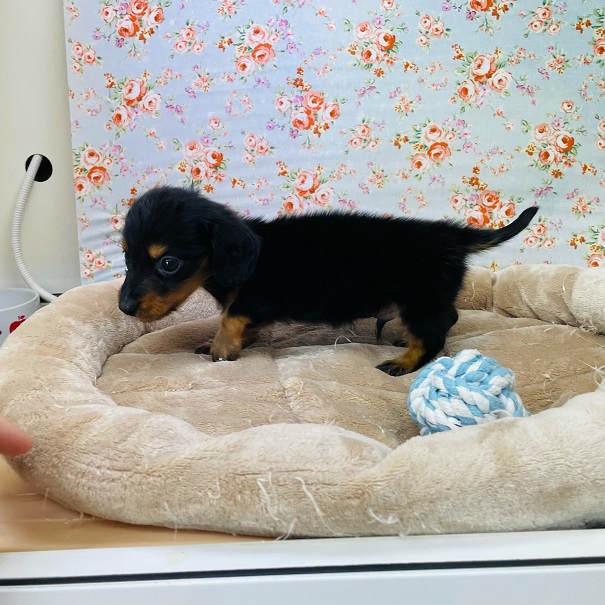 カニンヘンダックス