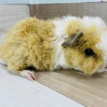 これまた可愛さにイチコロ★テッセルモルモット！