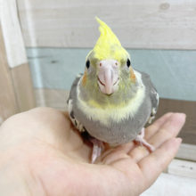 警戒姿もかわいい♡オカメインコヒナ(パイド)